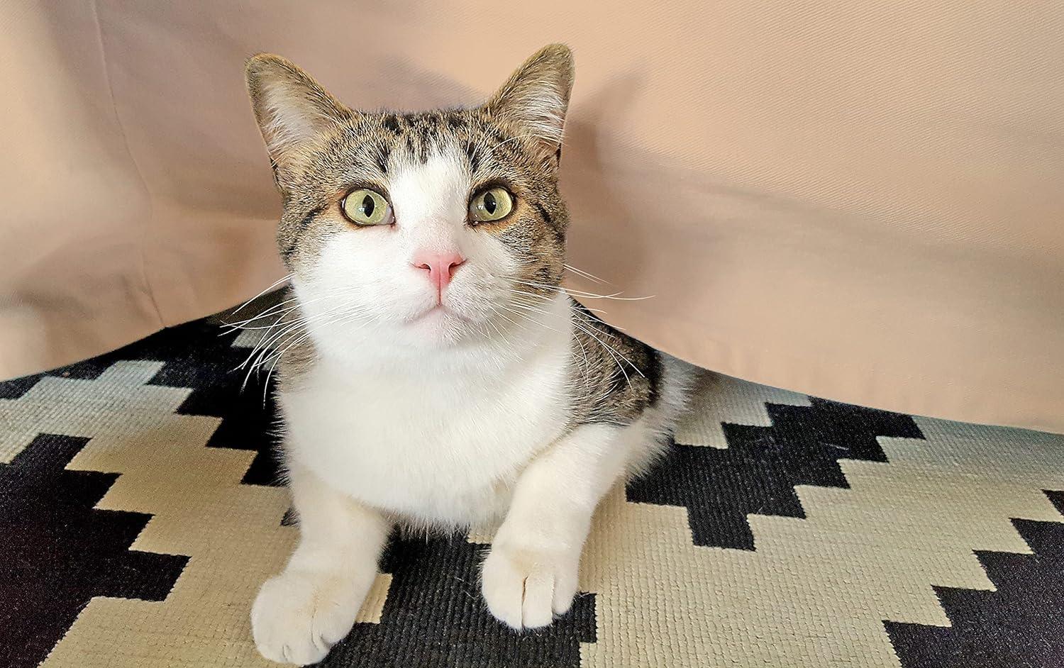 Beige2_198a4fcb-2355-46e8-b398-1418d6809079