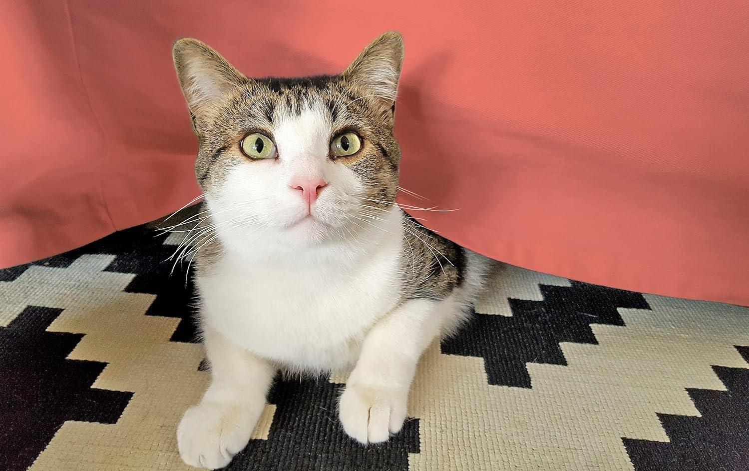 Coral2_ce3c157e-a1f7-4228-b612-41d2f7c71ce1