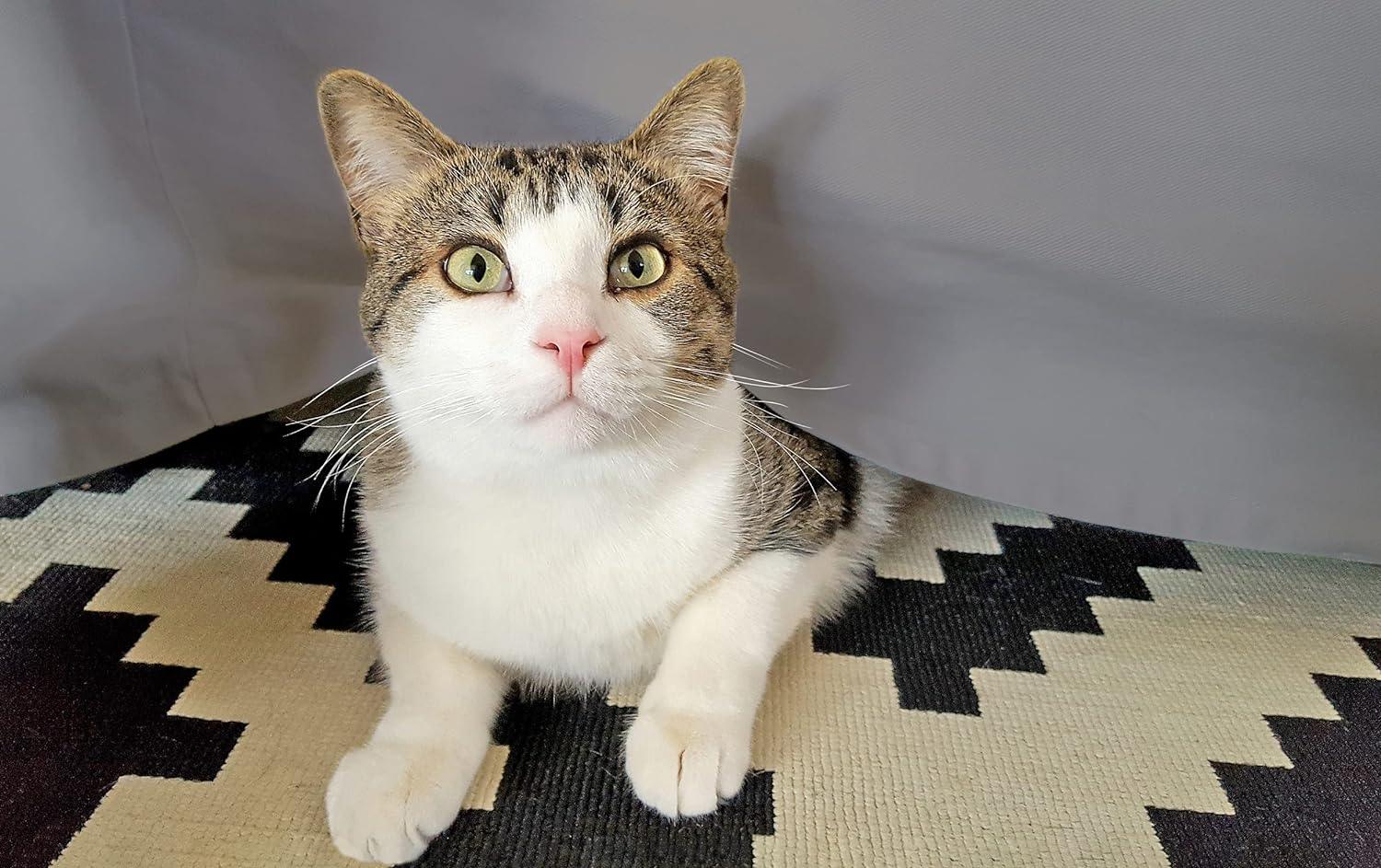 egyptian-cotton-300-thread-count-solid-bed-skirt-superior-14